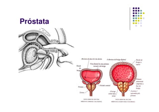 Próstata
 