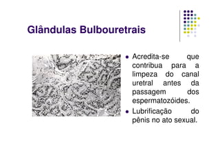 Glândulas Bulbouretrais

                    Acredita-se     que
                    contribua para a
                    limpeza do canal
                    uretral antes da
                    passagem        dos
                    espermatozóides.
                    Lubrificação     do
                    pênis no ato sexual.
 