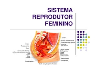 SISTEMA
REPRODUTOR
   FEMININO
 