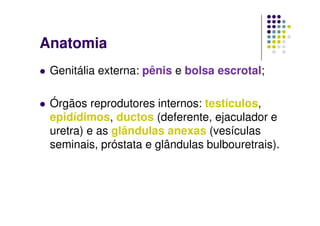 Anatomia
 Genitália externa: pênis e bolsa escrotal;

 Órgãos reprodutores internos: testículos,
 epidídimos, ductos (deferente, ejaculador e
 uretra) e as glândulas anexas (vesículas
 seminais, próstata e glândulas bulbouretrais).
 