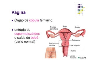 Vagina
 Órgão de cópula feminino;

 entrada de
 espermatozóides
 e saída do bebê
 (parto normal)
 