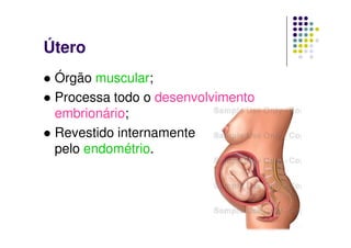 Útero
 Órgão muscular;
 Processa todo o desenvolvimento
 embrionário;
 Revestido internamente
 pelo endométrio.
 