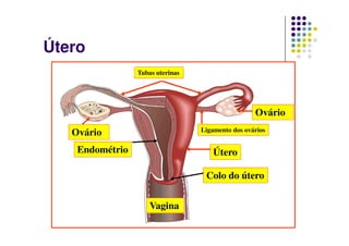 Útero
                 Tubas uterinas




                                                   Ovário
                                  Ligamento dos ovários
   Ovário
    Endométrio                       Útero

                                   Colo do útero


                     Vagina
 