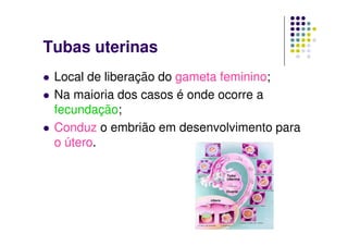 Tubas uterinas
 Local de liberação do gameta feminino;
 Na maioria dos casos é onde ocorre a
 fecundação;
 Conduz o embrião em desenvolvimento para
 o útero.
 