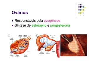 Ovários
 Responsáveis pela ovogênese
 Síntese de estrógeno e progesterona
 