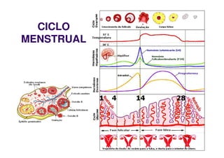 CICLO
MENSTRUAL
 