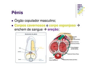 Pênis
 Órgão copulador masculino;
 Corpos cavernosos e corpo esponjoso
 enchem de sangue    ereção;
 