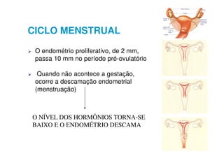 CICLO MENSTRUAL

 O endométrio proliferativo, de 2 mm,
 passa 10 mm no período pré-ovulatório

  Quando não acontece a gestação,
 ocorre a descamação endometrial
 (menstruação)



O NÍVEL DOS HORMÔNIOS TORNA-SE
BAIXO E O ENDOMÉTRIO DESCAMA
 