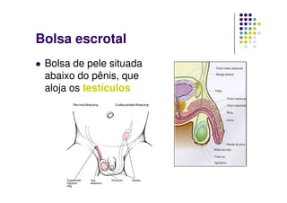 Bolsa escrotal
 Bolsa de pele situada
 abaixo do pênis, que
 aloja os testículos
 