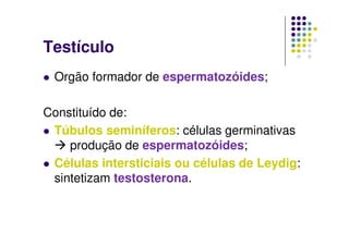 Testículo
 Orgão formador de espermatozóides;

Constituído de:
 Túbulos seminíferos: células germinativas
    produção de espermatozóides;
 Células intersticiais ou células de Leydig:
 sintetizam testosterona.
 
