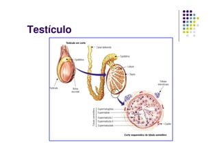 Testículo
 