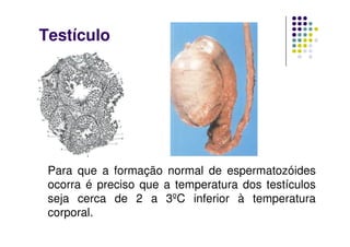 Testículo




 Para que a formação normal de espermatozóides
 ocorra é preciso que a temperatura dos testículos
 seja cerca de 2 a 3ºC inferior à temperatura
 corporal.
 