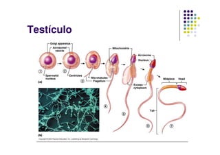 Testículo
 