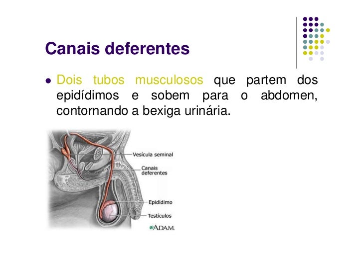 Sistemas reprodutores und 4 Sistemas reprodutores und 4