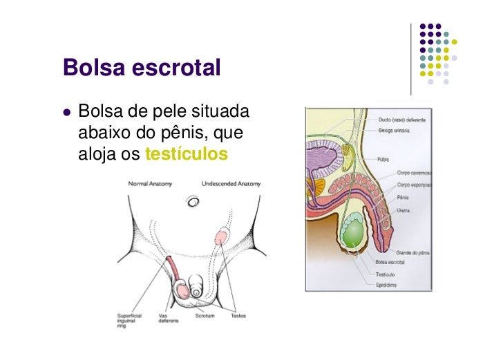 Sistemas reprodutores und 4
