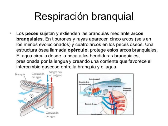 Sistemas respiratorios en los animales