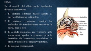Olfato
En el sentido del olfato están implicadas
diversas estructuras:
1. El sistema olfatorio básico aporta al
nervio olfatorio los estímulos.
2. El sistema trigémino, percibe los
estímulos vía terminaciones nerviosas de
nariz, boca y ojos.
3. El sentido aromático que reacciona ante
sensaciones agudas y groseras para la
detección de sustancias aromáticas de
álcalis y ácidos y de origen vegetativo.
4. El sistema vomeronasal.
 
