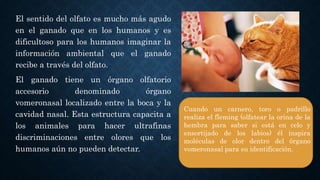 El sentido del olfato es mucho más agudo
en el ganado que en los humanos y es
dificultoso para los humanos imaginar la
información ambiental que el ganado
recibe a través del olfato.
El ganado tiene un órgano olfatorio
accesorio denominado órgano
vomeronasal localizado entre la boca y la
cavidad nasal. Esta estructura capacita a
los animales para hacer ultrafinas
discriminaciones entre olores que los
humanos aún no pueden detectar.
Cuando un carnero, toro o padrillo
realiza el fleming (olfatear la orina de la
hembra para saber si está en celo y
ensortijado de los labios) él inspira
moléculas de olor dentro del órgano
vomeronasal para su identificación.
 
