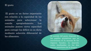 El gusto
El gusto es un factor importante
con relación a la capacidad de los
animales para seleccionar la
comida apropiadamente. Los
animales poseen cierta capacidad
para corregir los déficit en su dieta
mediante selección diferencial de
los alimentos. El sentido del gusto depende de
las papilas gustativas que se
encuentran en la mucosa de los
órganos bucales, la mayoría
están localizadas en los dos
tercios anteriores de la lengua.
 