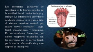 Los receptores gustativos se
encentran en la lengua, paredes de
la cavidad bucal, labios faringe y
laringe. La información procedente
de dichos receptores es transmitida
al sistema nervioso central por
cuatro nervios craneales: vago,
facial, glosofaríngeo y trigémino.
En los carnívoros domésticos, los
únicos receptores estudiados son
los inervados por le nervio facial,
por lo que la información de que se
dispone es incompleta.
 