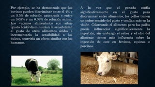 A la vez que el ganado confía
significativamente en el gusto para
discriminar entre alimentos, los pollos tienen
un pobre sentido del gusto y confían más en la
visión. Coloreando el alimento para los pollos
puede influenciar significativamente la
ingestión, sin embargo el sabor y el olor del
alimento tienen más influencia sobre la
ingestión de este en bovinos, equinos o
porcinos.
Por ejemplo, se ha demostrado que los
bovinos pueden discriminar entre el 4% y
un 5.5% de solución azucarada y entre
un 0.05% y un 0.09% de solución salina.
Los vacunos alimentados con silaje
(gusto ácido) disminuirían la sensibilidad
al gusto de otros alimentos ácidos e
incrementaría la sensibilidad a los
dulces, ocurriría un efecto similar con los
humanos.
 