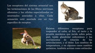 Los receptores del sistema sensorial son
las terminaciones de las fibras nerviosas
aferentes y las células especializadas no
neuronales asociadas a ellas. Cada
sensación está asociada con un tipo
específico de receptor.
Existen diferentes receptores para
responder al calor, al frío, al tacto y la
presión mecánica que incide sobre pelos,
piel, tejido glandular subcutáneo y los
movimientos de rotación de las
articulaciones, y al dolor. Los cambios de
temperatura, y en algunos casos cambios
químicos, también actúan como estímulos
 
