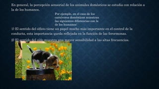 En general, la percepción sensorial de los animales domésticos se estudia con relación a
la de los humanos.
1) El sentido del olfato tiene un papel mucho más importante en el control de la
conducta, esta importancia queda reflejada en la función de las ferormonas.
2) El sentido del oído muestra una mayor sensibilidad a las altas frecuencias.
Por ejemplo, en el caso de los
carnívoros domésticos muestran
las siguientes diferencias con la
de los humanos:
 