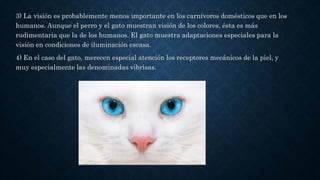 3) La visión es probablemente menos importante en los carnívoros domésticos que en los
humanos. Aunque el perro y el gato muestran visión de los colores, ésta es más
rudimentaria que la de los humanos. El gato muestra adaptaciones especiales para la
visión en condiciones de iluminación escasa.
4) En el caso del gato, merecen especial atención los receptores mecánicos de la piel, y
muy especialmente las denominadas vibrisas.
 
