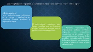 Los receptores que aportan la información al sistema nervioso son de varios tipos:
c) Aquellos receptores que
proporcionan señales nerviosas
originadas de sensaciones
conscientes en el animal y que
son conocidos como órganos de los
sentidos. Los principales órganos
de los sentidos son los órganos de
la vista, el olfato, el gusto, el oído
y el equilibrio.
b) Activadores: receptores que
llevan impulsos que no alcanzan
el nivel consciente aunque nunca
producen respuestas reflejas.
a)Exteroceptores:
para estimulaciones originadas
en el cuerpo y localizados en
músculos, huesos, tendones y
órganos internos
 