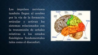 Los impulsos nerviosos
también llegan al cerebro
por la vía de la formación
reticular y activan los
sistemas relacionados con
la transmisión de señales
relativas a los estados
fisiológicos fundamentales
tales como el disconfort.
 