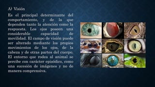 A) Visión
Es el principal determinante del
comportamiento, y de la que
dependen tanto la atención como la
respuesta. Los ojos poseen una
considerable capacidad de
movilidad. El campo de visión puede
ser alterado mediante los propios
movimientos de los ojos, de la
cabeza y de otras partes del cuerpo.
El entorno que rodea al animal se
percibe con carácter episódico, como
una sucesión de imágenes y no de
manera comprensiva.
 