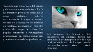 Los sistemas sensoriales del ganado
y de las aves son semejantes a los de
los humanos, pero las capacidades de
estos sistemas difieren
marcadamente. Los ojos situados a
un lado de la cabeza en los animales
en pastoreo proporcionan casi 360
grados de campo de visión. Las
pupilas ranuradas o rectangulares
proporcionan un campo visual más
grande en el caso de los predadores.
Los humanos, las águilas y otros
predadores, sin embargo, tienen más
profundidad de percepción debido a que
la situación frontal de los ojos permite
un amplio campo visual o visión
binocular.
 