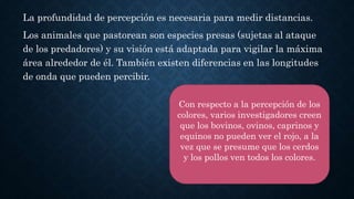 La profundidad de percepción es necesaria para medir distancias.
Los animales que pastorean son especies presas (sujetas al ataque
de los predadores) y su visión está adaptada para vigilar la máxima
área alrededor de él. También existen diferencias en las longitudes
de onda que pueden percibir.
Con respecto a la percepción de los
colores, varios investigadores creen
que los bovinos, ovinos, caprinos y
equinos no pueden ver el rojo, a la
vez que se presume que los cerdos
y los pollos ven todos los colores.
 
