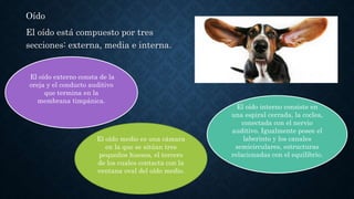 Oído
El oído está compuesto por tres
secciones: externa, media e interna.
El oído interno consiste en
una espiral cerrada, la coclea,
conectada con el nervio
auditivo. Igualmente posee el
laberinto y los canales
semicirculares, estructuras
relacionadas con el equilibrio.
El oído medio es una cámara
en la que se sitúan tres
pequeños huesos, el tercero
de los cuales contacta con la
ventana oval del oído medio.
El oído externo consta de la
oreja y el conducto auditivo
que termina en la
membrana timpánica.
 