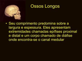 Ossos Longos Seu comprimento predomina sobre a largura e espessura. Eles apresentam extremidades chamadas epífises proximal e distal e um corpo chamado de diáfise onde encontra-se o canal medular 