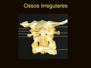 Ossos Irregulares 