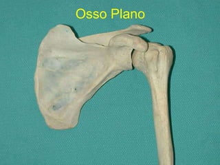 Osso Plano 