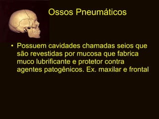 Ossos Pneumáticos Possuem cavidades chamadas seios que são revestidas por mucosa que fabrica muco lubrificante e protetor contra agentes patogênicos. Ex. maxilar e frontal 