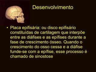 Desenvolvimento Placa epifisária: ou disco epifisário constituídas de cartilagem que interpõe entre as diáfises e as epífises durante a fase de crescimento ósseo. Quando o crescimento do osso cessa e a diáfise funde-se com a epífise, esse processo é chamado de sinostose 