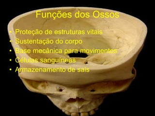 Funções dos Ossos Proteção de estruturas vitais Sustentação do corpo Base mecânica para movimentos Células sanguíneas Armazenamento de sais 