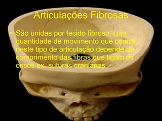 Articulações Fibrosas São unidas por tecido fibroso, cuja quantidade de movimento que ocorre neste tipo de articulação depende do comprimento das fibras que ligam os ossos ex. suturas cranianas 