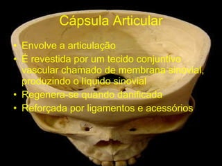 Cápsula Articular Envolve a articulação É revestida por um tecido conjuntivo vascular chamado de membrana sinovial, produzindo o líquido sinovial Regenera-se quando danificada Reforçada por ligamentos e acessórios 