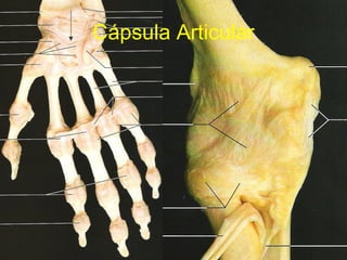 Cápsula Articular 