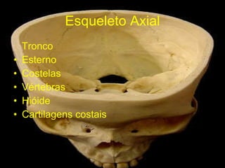 Esqueleto Axial Tronco  Esterno Costelas Vértebras Hióide Cartilagens costais 