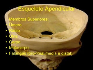 Esqueleto Apendicular Membros Superiores: Úmero Rádio Ulna Carpo Metacarpo Falanges (proximal,média e distal) 