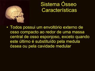 Sistema Ósseo  Características Todos possui um envoltório externo de osso compacto ao redor de uma massa central de osso esponjoso, exceto quando este último é substituído pela medula óssea ou pela cavidade medular 
