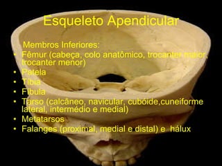 Esqueleto Apendicular Membros Inferiores: Fêmur (cabeça, colo anatômico, trocanter maior, trocanter menor) Patela Tíbia Fíbula Tarso (calcâneo, navicular, cubóide,cuneiforme lateral, intermédio e medial) Metatarsos Falanges (proximal, medial e distal) e  hálux 