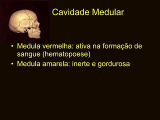 Cavidade Medular Medula vermelha: ativa na formação de sangue (hematopoese) Medula amarela: inerte e gordurosa 