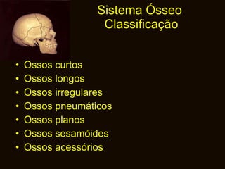 Sistema Ósseo  Classificação Ossos curtos Ossos longos Ossos irregulares Ossos pneumáticos Ossos planos Ossos sesamóides Ossos acessórios  