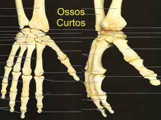 Ossos Curtos 